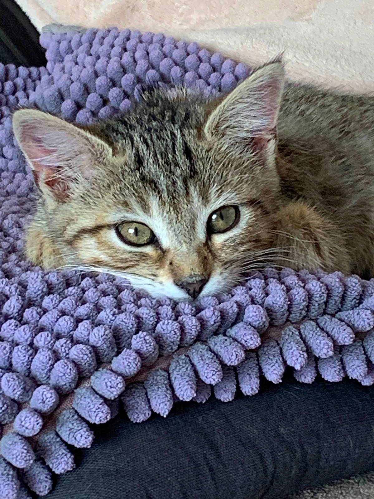 Iris a rejoint le concours — aidez-le/la à gagner de superbes lots ! art, carnivore, cat, domestic_short_haired_cat, felidae, fur, grey, illustration, knitting, pattern, paw, photo_caption, small_to_medium_sized_cats, textile, thread, vertebrate, whiskers, window, woolen, woven_fabric