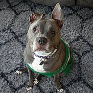 Ivy is registered to the contest to win money with this photo: animal, canine, carpet, collar, companion, cute, dog, domestic_animal, ears, floor, fur, gray_dog, green_sweater, indoor, looking_up, paws, pet, sitting, sweater, tag