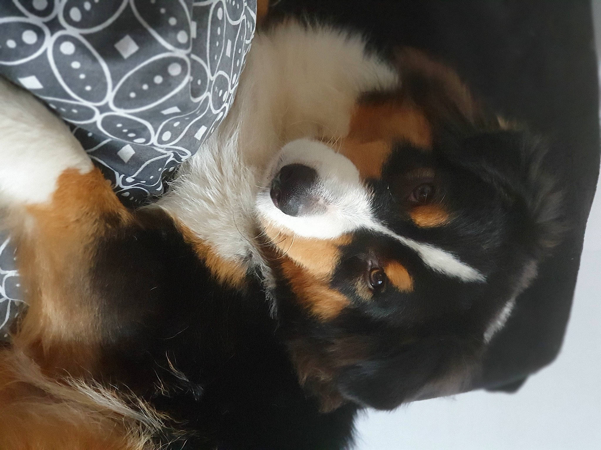 Shadow participe au concours pour gagner de l'argent avec cette photo : canidae, carnivore, claw, companion_dog, dog, dog_breed, ear, fawn, fur, paw, puppy, snout, sporting_group, terrestrial_animal, toy_dog, whiskers, working_dog