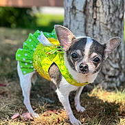 Wawa joined the competition — help win amazing prizes! animal, chihuahua, closeup, curious, cute, dog, ears, face, grass, green_dress, nature, outdoor, pet, portrait, small_dog, standing, summer, sunlight, tree, yellow_dress