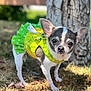 animal, chihuahua, closeup, curious, cute, dog, ears, face, grass, green_dress, nature, outdoor, pet, portrait, small_dog, standing, summer, sunlight, tree, yellow_dress