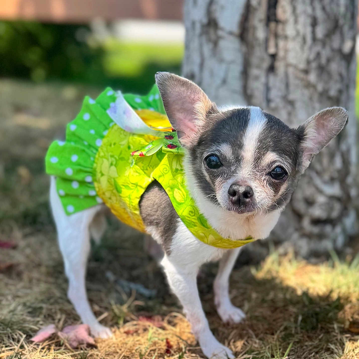 Wawa joined the competition — help win amazing prizes! animal, chihuahua, closeup, curious, cute, dog, ears, face, grass, green_dress, nature, outdoor, pet, portrait, small_dog, standing, summer, sunlight, tree, yellow_dress