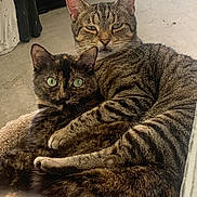 Sierra And Princess is registered to the contest to win money with this photo: animals, carpet, cats, cozy, cuddling, ears, eyes, felines, floor, funny, fur, home, indoor, pet, portrait, sitting, sleeping, tabby_cat, tortoiseshell_cat, whiskers