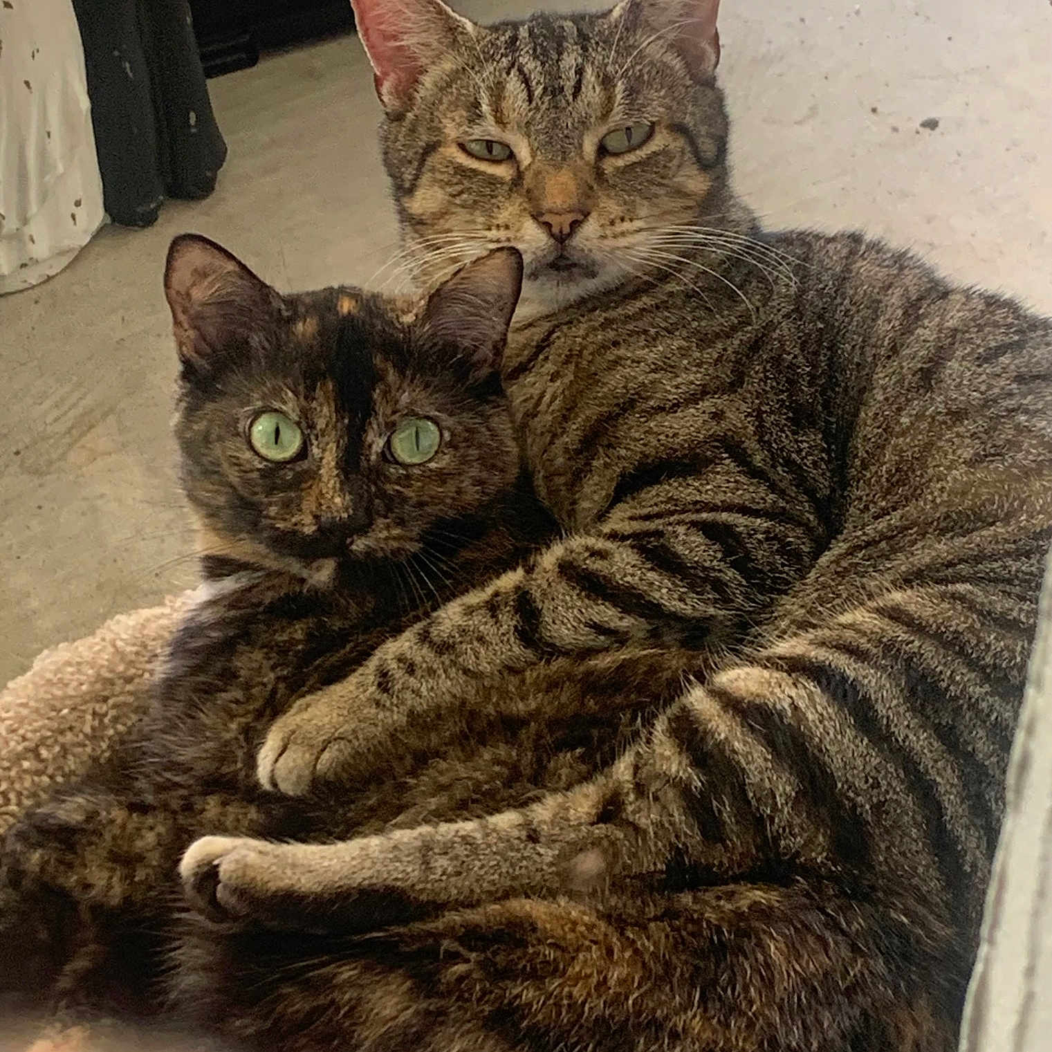 Sierra And Princess is registered to the contest to win money with this photo: animals, carpet, cats, cozy, cuddling, ears, eyes, felines, floor, funny, fur, home, indoor, pet, portrait, sitting, sleeping, tabby_cat, tortoiseshell_cat, whiskers