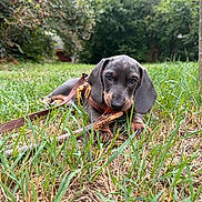 Arlo participe au concours pour gagner de l'argent avec cette photo : puppy, dog, dachshund, grass, stick, chewing, leash, outdoor, nature, greenery, ears, brown, black, cute, pet, young, animal, playing, garden, summer