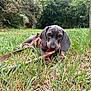 puppy, dog, dachshund, grass, stick, chewing, leash, outdoor, nature, greenery, ears, brown, black, cute, pet, young, animal, playing, garden, summer