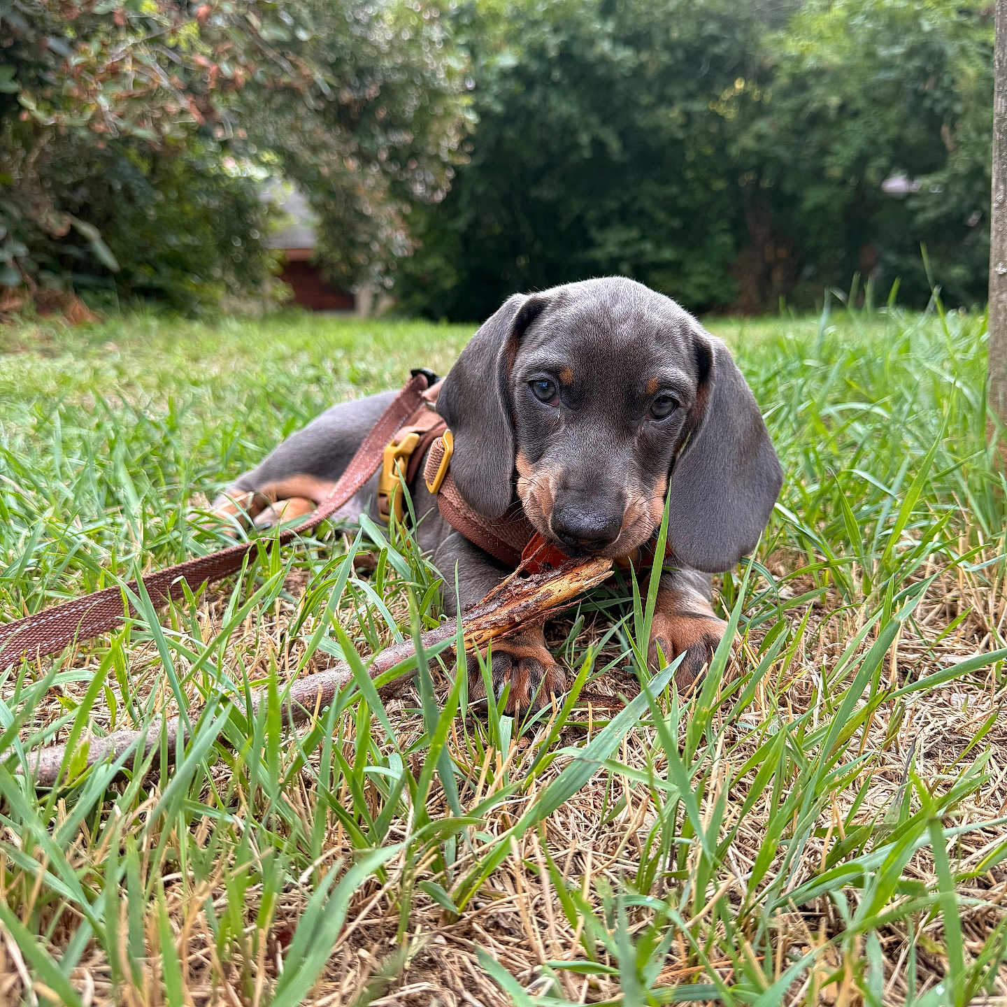 Arlo participe au concours pour gagner de l'argent avec cette photo : animal, black, brown, chewing, cute, dachshund, dog, ears, garden, grass, greenery, leash, nature, outdoor, pet, playing, puppy, stick, summer, young