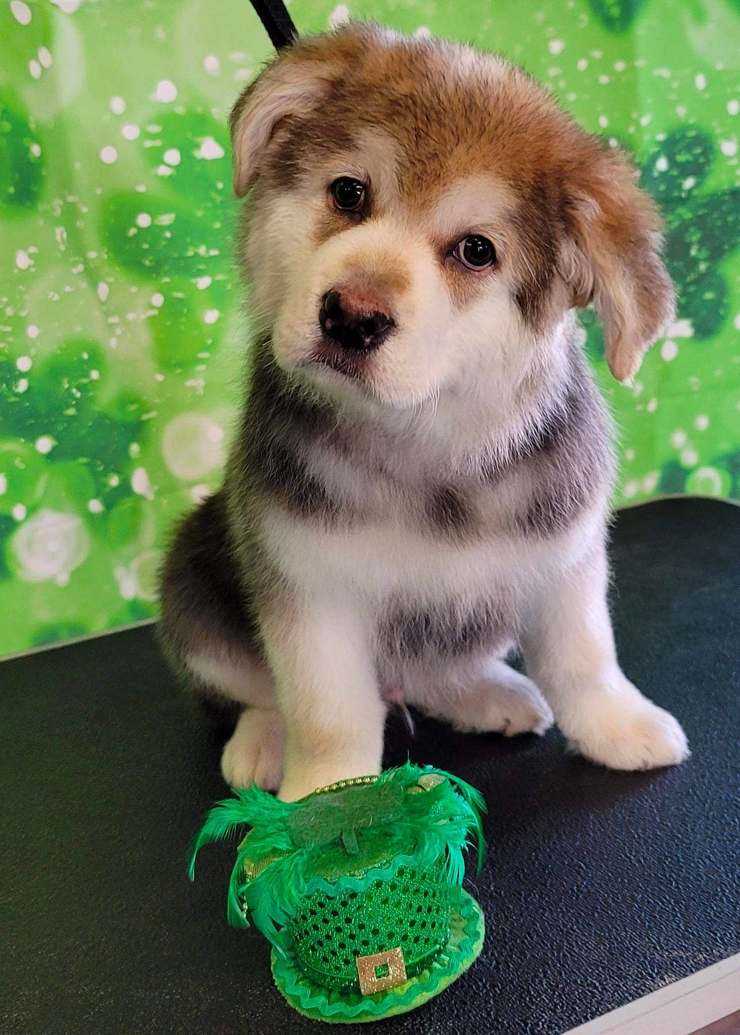 Shatudo is registered to the contest to win money with this photo: ancient_dog_breeds, canidae, carnivore, companion_dog, dog, dog_breed, dog_supply, fashion_accessory, fawn, fur, grass, green, paw, sitting, snout, sporting_group, tail, terrestrial_animal, toy, whiskers