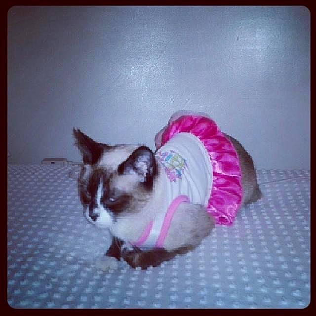 Bella is registered to the contest to win money with this photo: art, canidae, carnivore, cat, companion_dog, dog_breed, fawn, felidae, fur, magenta, paw, pet_supply, plant, purple, rectangle, small_to_medium_sized_cats, snout, square, tail, whiskers