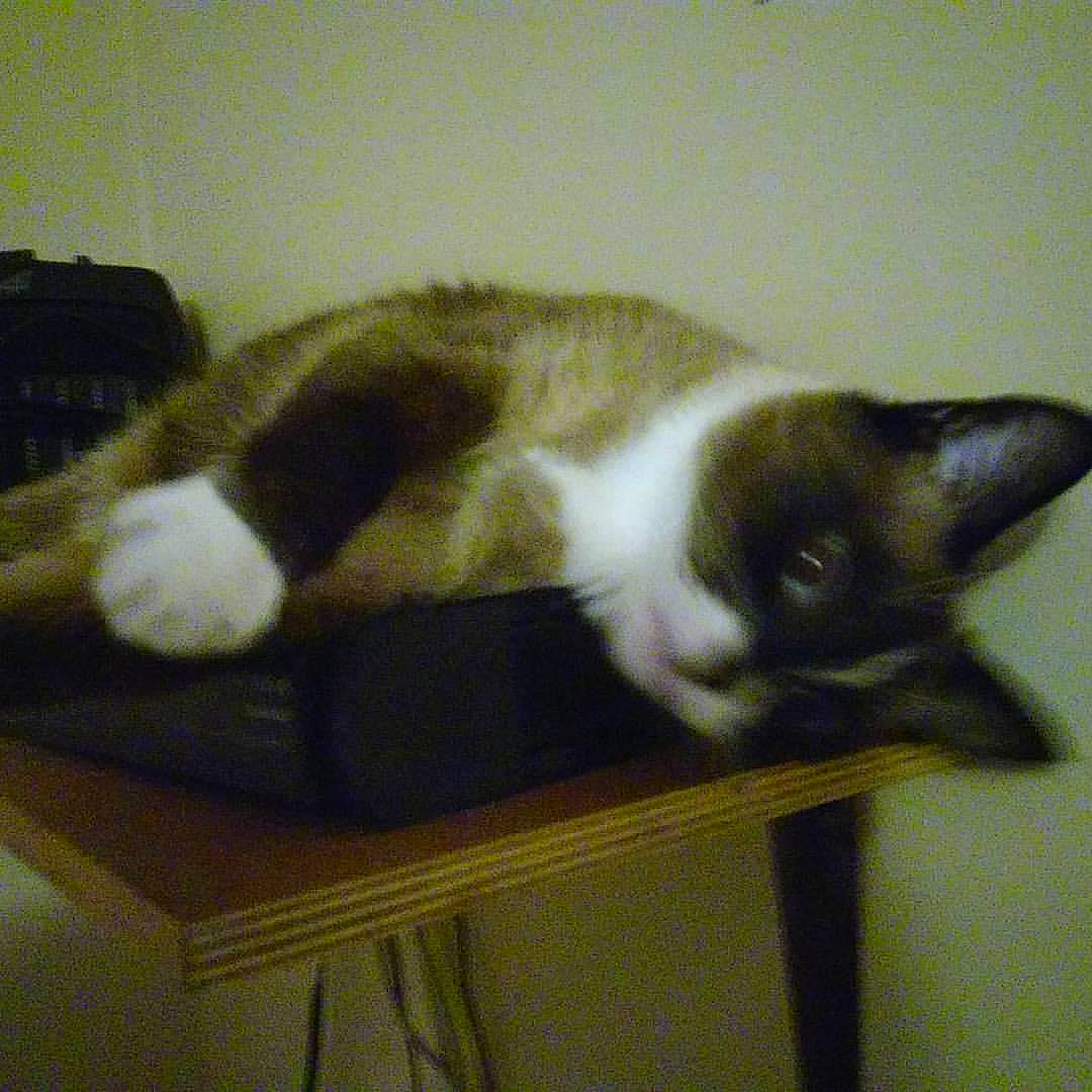 Bella is registered to the contest to win money with this photo: carnivore, cat, comfort, domestic_short_haired_cat, felidae, fur, hardwood, paw, room, small_to_medium_sized_cats, tail, whiskers