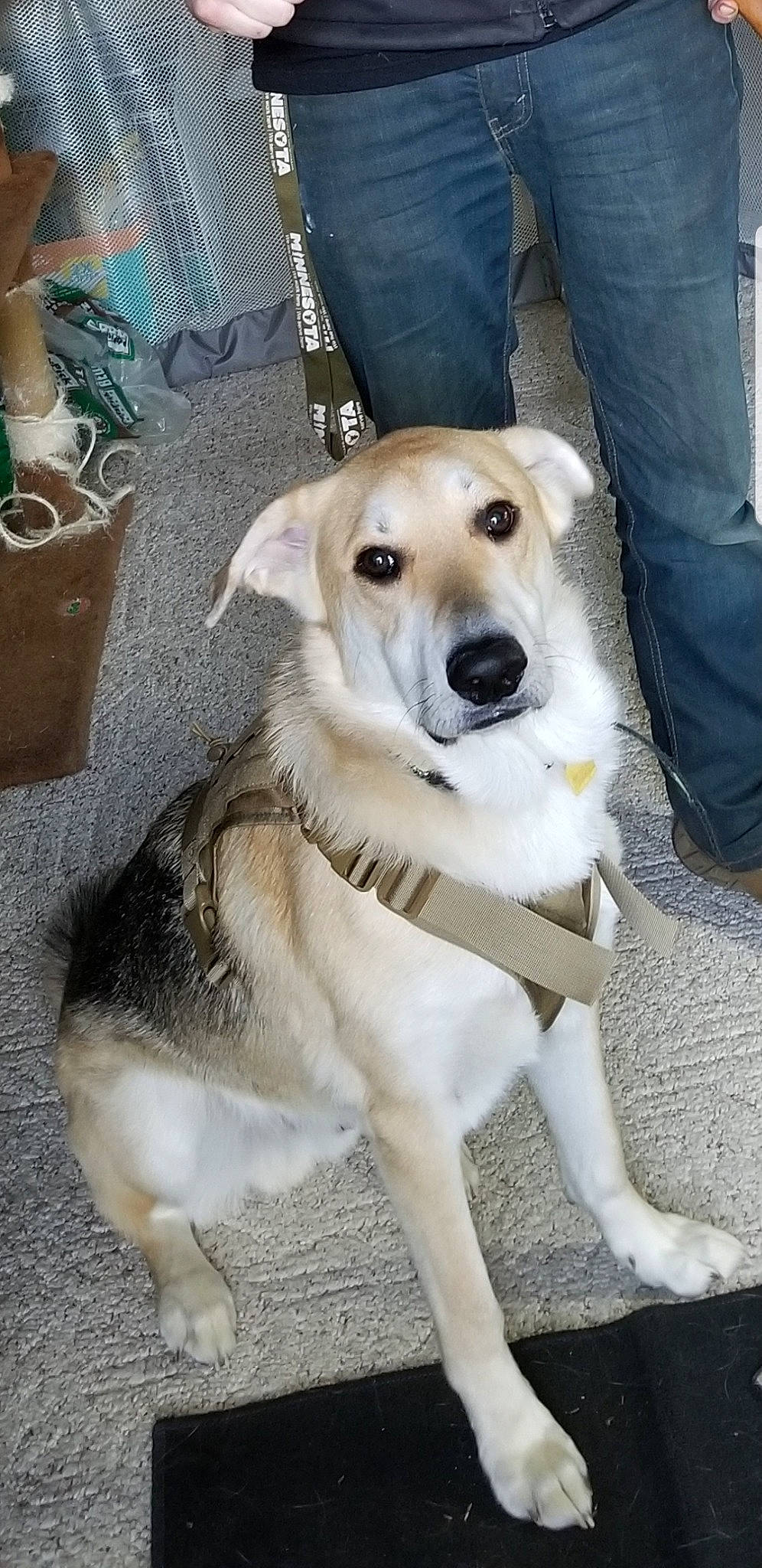 Ajax is registered to the contest to win money with this photo: ancient_dog_breeds, canaan_dog, canidae, carnivore, carolina_dog, companion_dog, dog, dog_breed, fawn, labrador_husky, labrador_retriever, mammal, rare_breed_dog, retriever, snout, sporting_group, street_dog, tail, vertebrate, working_dog