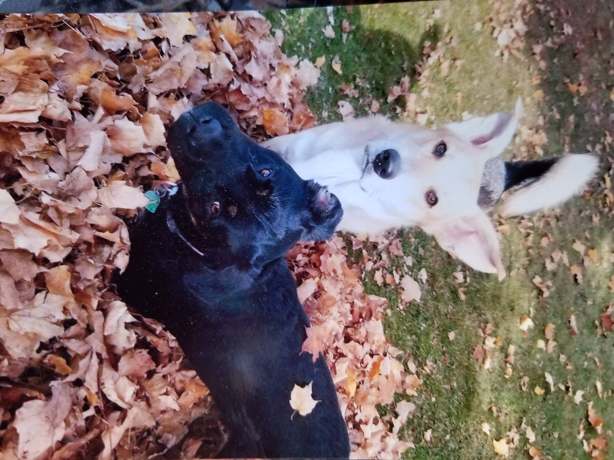 Ajax joined the competition — help win amazing prizes! canidae, carnivore, dog_breed, fawn, leaf, non_sporting_group, plant, snout