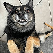 Dixie a rejoint le concours — aidez-le/la à gagner de superbes lots ! dog, canine, pet, smiling, teeth, paws, black_fur, tan_fur, lying_down, indoor, couch, tile_wall, relaxed, playful, closeup, animal, fur, ears, nose, happy