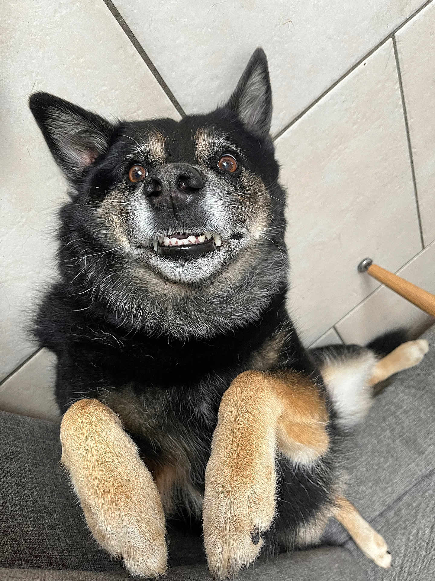 Dixie a rejoint le concours — aidez-le/la à gagner de superbes lots ! dog, canine, pet, smiling, teeth, paws, black_fur, tan_fur, lying_down, indoor, couch, tile_wall, relaxed, playful, closeup, animal, fur, ears, nose, happy