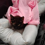 Coraline joined the competition — help win amazing prizes! animal, bed, blanket, cat, comfort, cozy, cute, ears, face, fur, indoor, kitten, looking, nestled, pet, pink, resting, small, soft, white