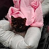 animal, bed, blanket, cat, comfort, cozy, cute, ears, face, fur, indoor, kitten, looking, nestled, pet, pink, resting, small, soft, white