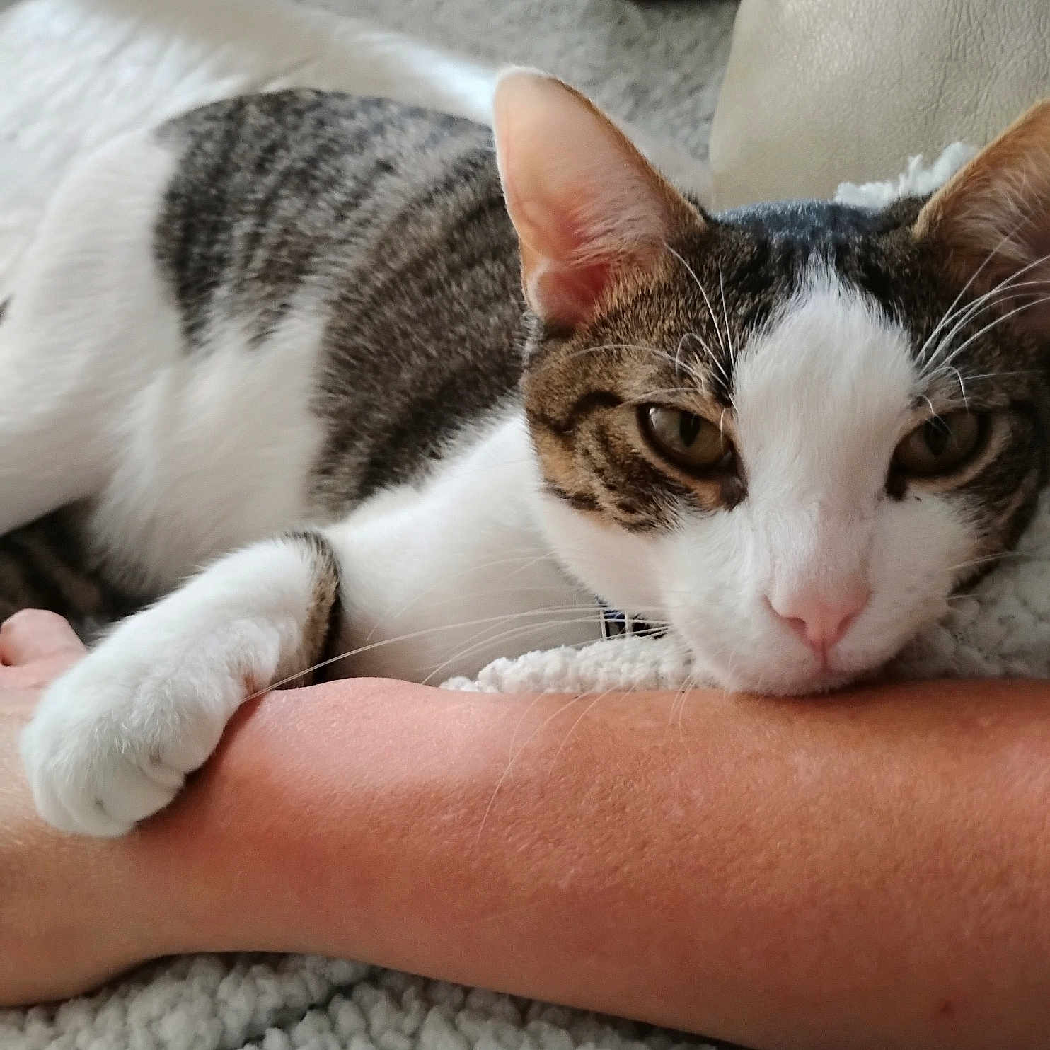 Buddy