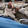 animal, blanket, cat, close_up, comfort, cozy, cute, domestic_cat, friendship, fur, indoor, laying, pet, relaxed, resting, snuggling, soft, tabby_cat, two_cats, white_cat