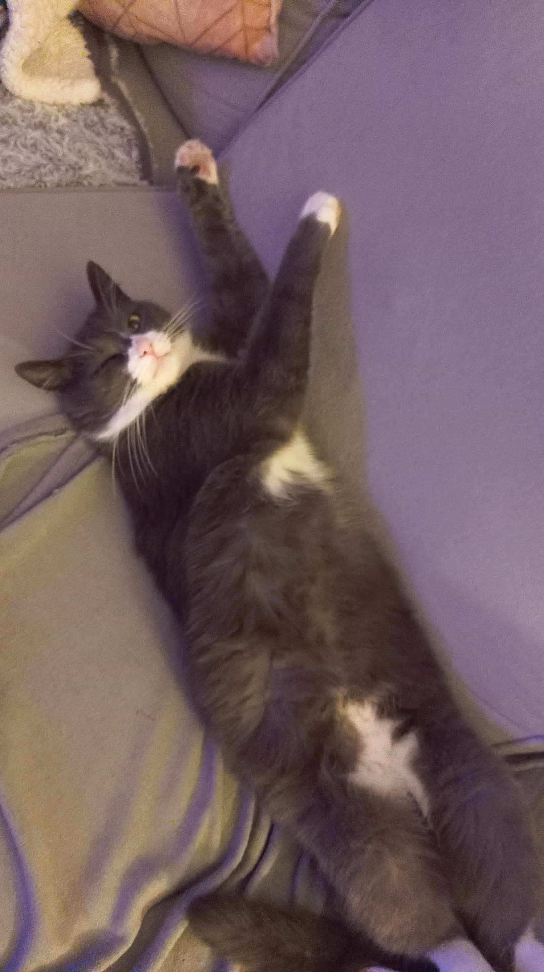 Silver participe au concours pour gagner de l'argent avec cette photo : animal, cat, couch, cozy, cute, domestic_cat, feline, fluffy, fur, gray_cat, home, indoor, lying_down, paws, pet, relaxed, resting, sleepy, whiskers, white_fur