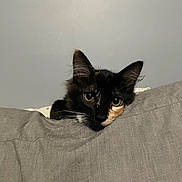Monster joined the competition — help win amazing prizes! animal, blanket, calico_cat, cat, closeup, cozy, curious, cute, ears, eyes, face, feline, fur, gray, indoor, pet, portrait, resting, soft, whiskers