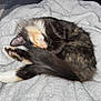 Monster is registered to the contest to win money with this photo: animal, blanket, cat, comfort, cozy, curled_up, cute, domestic, feline, fur, fur_pattern, indoor, nap, pet, relaxing, resting, sleeping, soft, tail, white