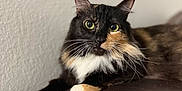 Monster joined the competition — help win amazing prizes! animal, calico, cat, closeup, couch, curious, cute, domestic, eyes, feline, fur, indoor, leather, mammal, paw, pet, portrait, relaxed, resting, whiskers