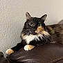 animal, calico, cat, closeup, couch, curious, cute, domestic, eyes, feline, fur, indoor, leather, mammal, paw, pet, portrait, relaxed, resting, whiskers