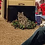 animal, carpet, cat, christmas_lights, companion, cozy, curious, domestic_life, dresser, festive, furniture, gift_bags, gray_cat, holiday_decor, household, indoor, pets, relaxing, tabby_cat, wreath