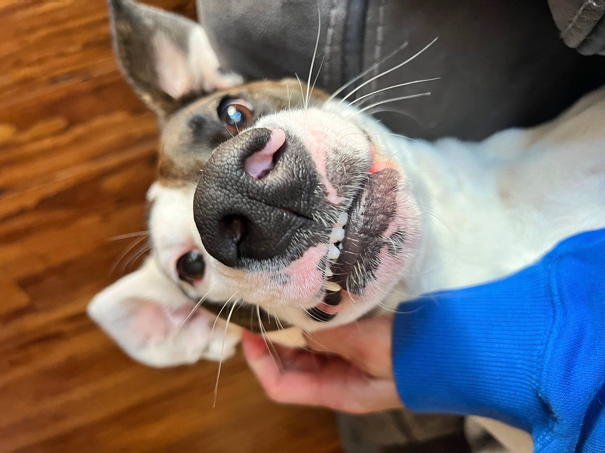 Starlet joined the competition — help win amazing prizes! canidae, carnivore, collar, companion_dog, dog, dog_breed, dog_collar, dog_supply, ear, eyewear, fawn, fur, head, jaw, leash, snout, sporting_group, whiskers, wood, working_animal