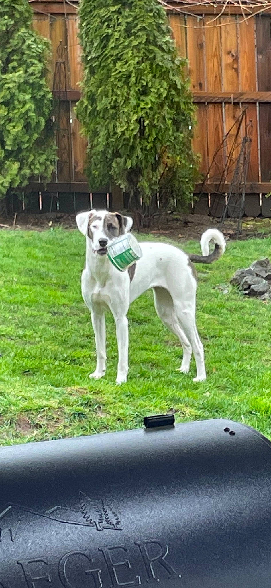 Starlet joined the competition — help win amazing prizes! ancient_dog_breeds, canidae, carnivore, collar, companion_dog, dog, dog_breed, dog_collar, fence, giant_dog_breed, grass, home_fencing, non_sporting_group, plant, sighthound, sporting_group, tail, windshield, working_dog, yard