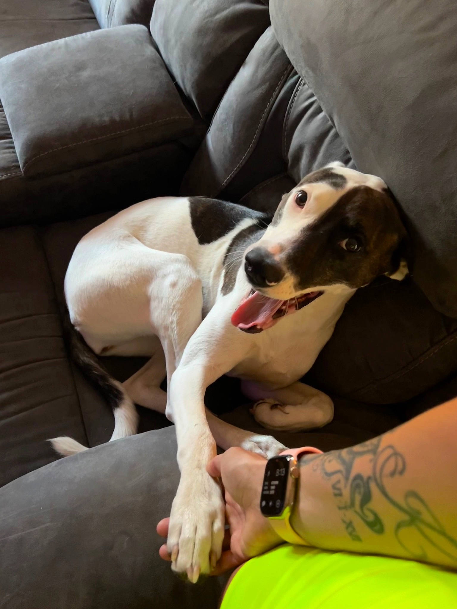 Starlet is registered to the contest to win money with this photo: canidae, carnivore, collar, comfort, companion_dog, couch, dog, dog_breed, dog_supply, elbow, fawn, guard_dog, non_sporting_group, sighthound, sitting, snout, sporting_group, watch, working_animal, wrist