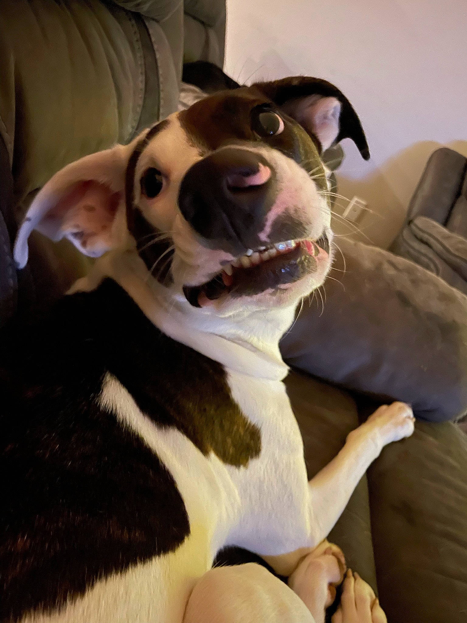 Starlet joined the competition — help win amazing prizes! carnivore, collar, comfort, companion_dog, couch, dog, dog_breed, ear, fawn, felidae, fur, jaw, small_to_medium_sized_cats, smile, snout, sporting_group, stuffed_toy, toy, whiskers, working_animal