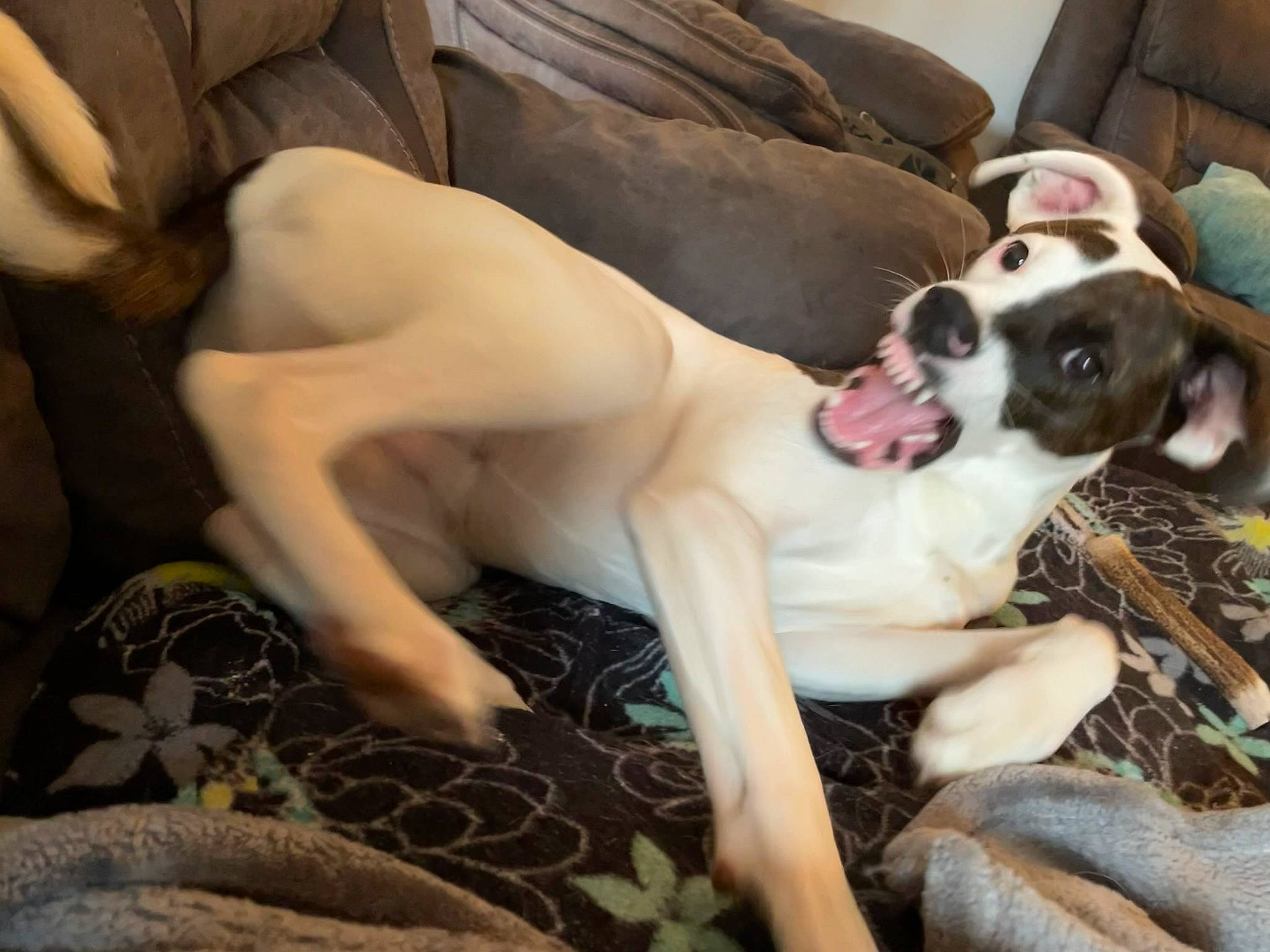 Starlet joined the competition — help win amazing prizes! canidae, carnivore, comfort, companion_dog, couch, dog, dog_breed, dog_supply, fawn, fur, guard_dog, human_leg, lap, non_sporting_group, paw, sitting, sporting_group, thigh, toy_dog, working_animal