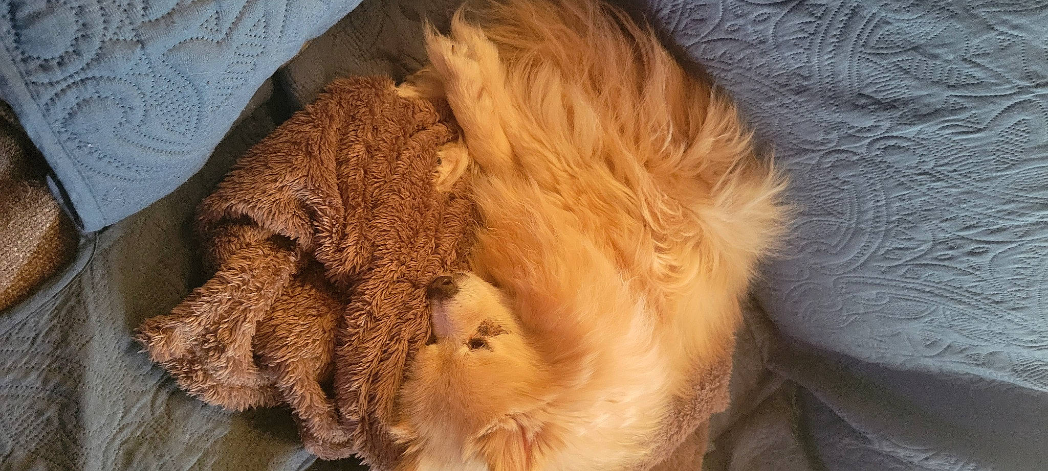 Buddy joined the competition — help win amazing prizes! canidae, carnivore, cat, claw, comfort, companion_dog, dog_breed, fawn, felidae, fur, liver, paw, small_to_medium_sized_cats, snout, sporting_group, tail, terrestrial_animal, whiskers, wood, working_animal