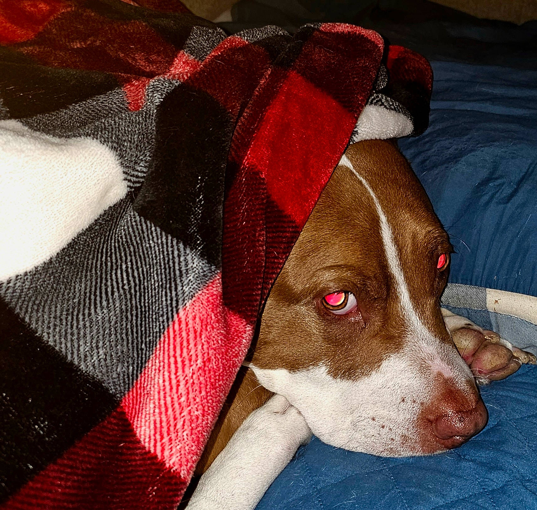 Buckeye joined the competition — help win amazing prizes! canidae, carmine, carnivore, circle, collar, comfort, companion_dog, dog, dog_breed, dog_supply, fawn, linens, liver, pattern, pet_supply, plaid, snout, sporting_group, working_animal, woven_fabric