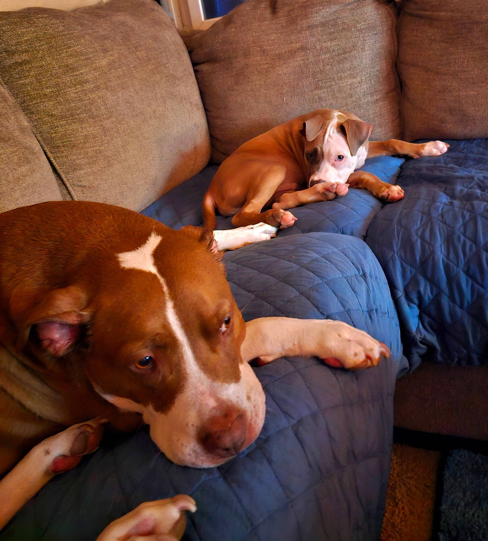 Buckeye joined the competition — help win amazing prizes! canidae, carnivore, comfort, companion_dog, couch, dog, dog_breed, dog_supply, fawn, hardwood, hound, hunting_dog, liver, pet_supply, scent_hound, sleeper_chair, snout, sporting_group, wood, working_animal