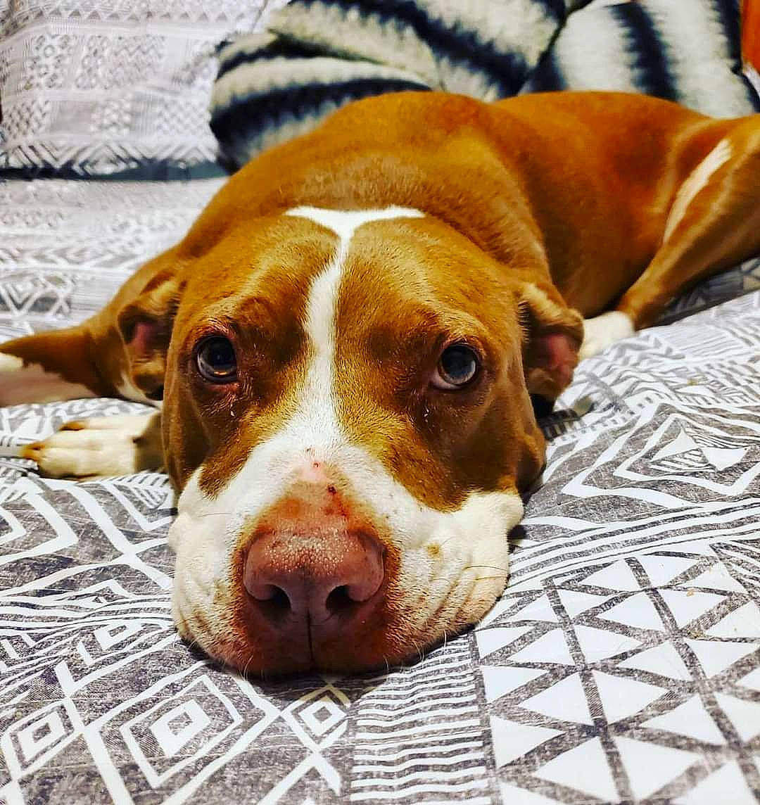 Buckeye is registered to the contest to win money with this photo: canidae, carnivore, companion_dog, dog, dog_breed, fawn, fur, hunting_dog, liver, scent_hound, sporting_group, terrestrial_animal, whiskers, working_animal