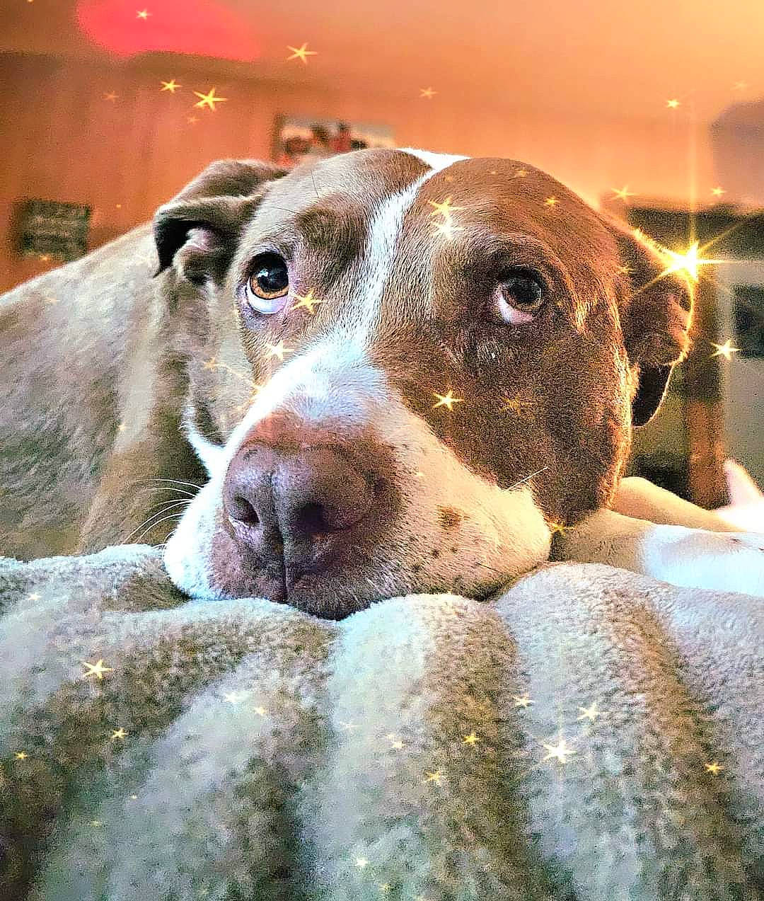 Buckeye is registered to the contest to win money with this photo: canidae, carnivore, close_up, companion_dog, dog, dog_breed, ear, fawn, light, non_sporting_group, sporting_group, whiskers, working_animal