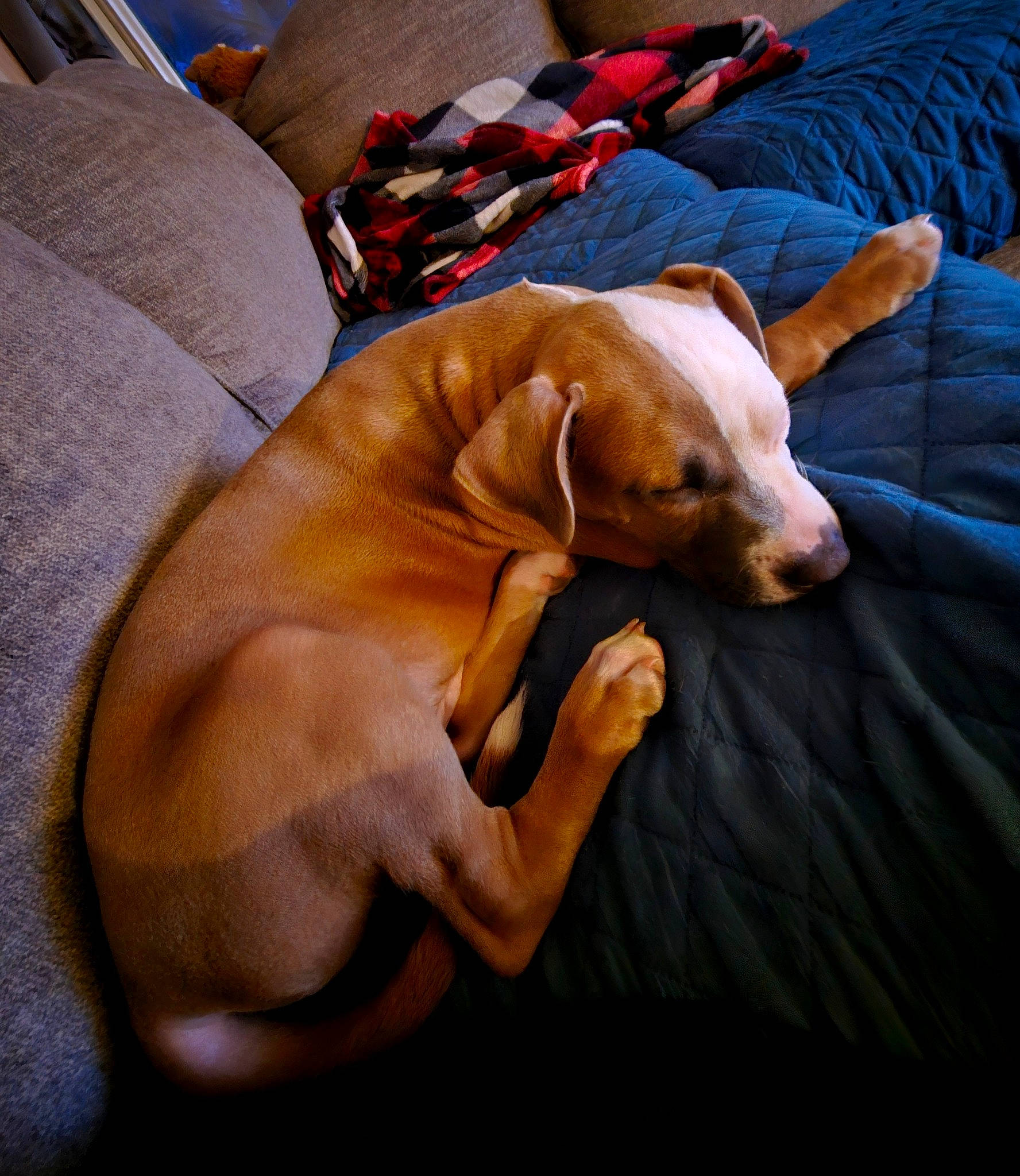 Brutus is registered to the contest to win money with this photo: canidae, carnivore, comfort, companion_dog, couch, dog, dog_breed, fawn, linens, liver, non_sporting_group, pillow, sporting_group, working_animal