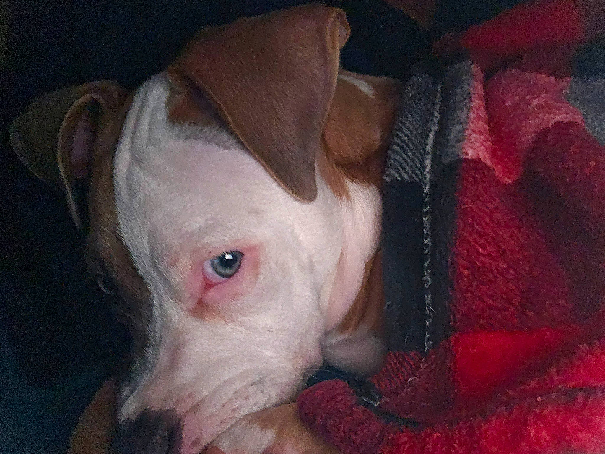 Brutus joined the competition — help win amazing prizes! canidae, carmine, carnivore, comfort, companion_dog, cordoba_fighting_dog, dog, dog_breed, dogo_argentino, ear, fawn, molosser, non_sporting_group, snout, sporting_group, terrestrial_animal, whiskers, working_animal, wrinkle