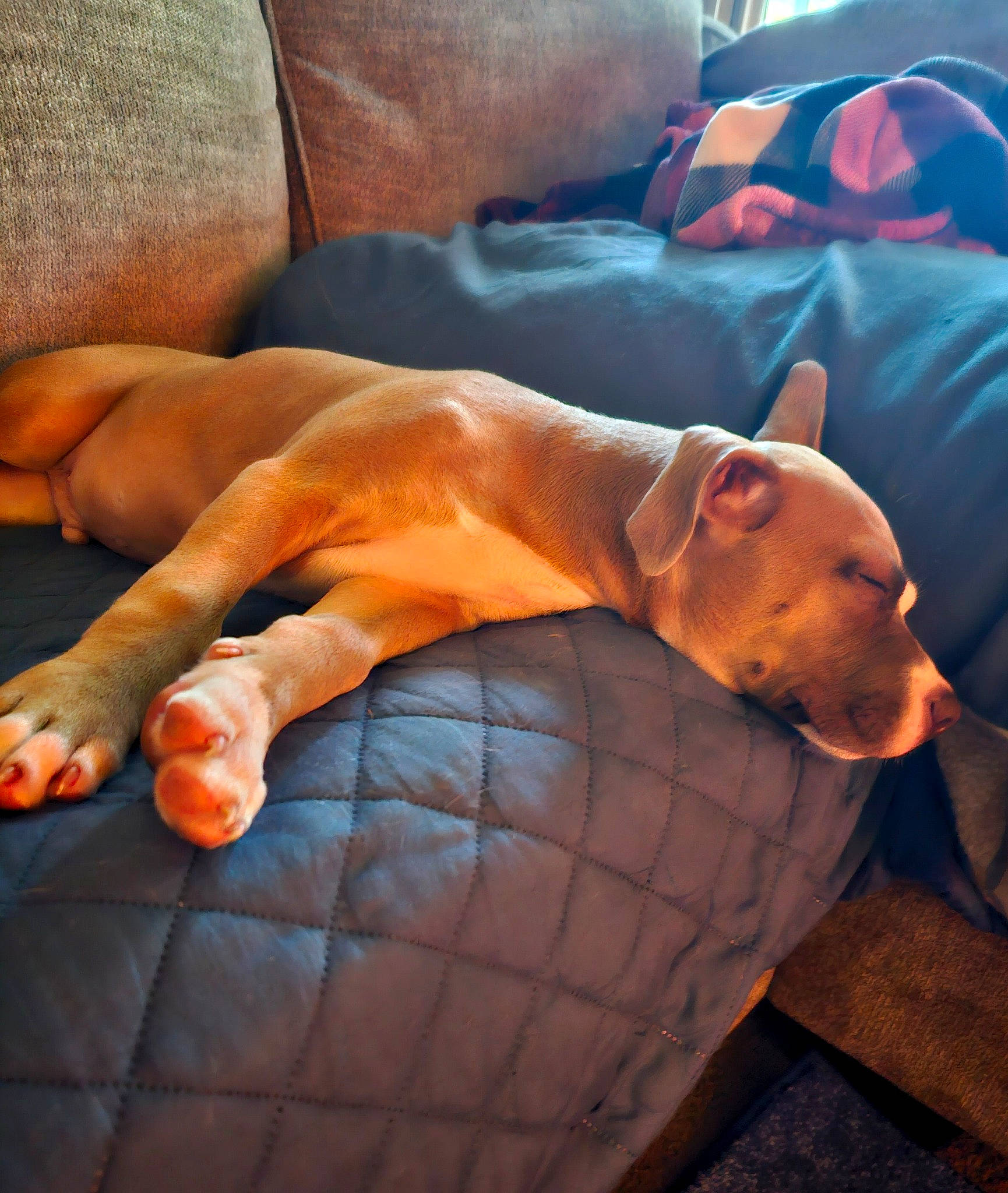 Brutus is registered to the contest to win money with this photo: barefoot, carnivore, chest, comfort, companion_dog, dog, dog_breed, fawn, foot, gesture, human_body, human_leg, knee, nail, orange, tail, thigh, thumb, trunk, wrist