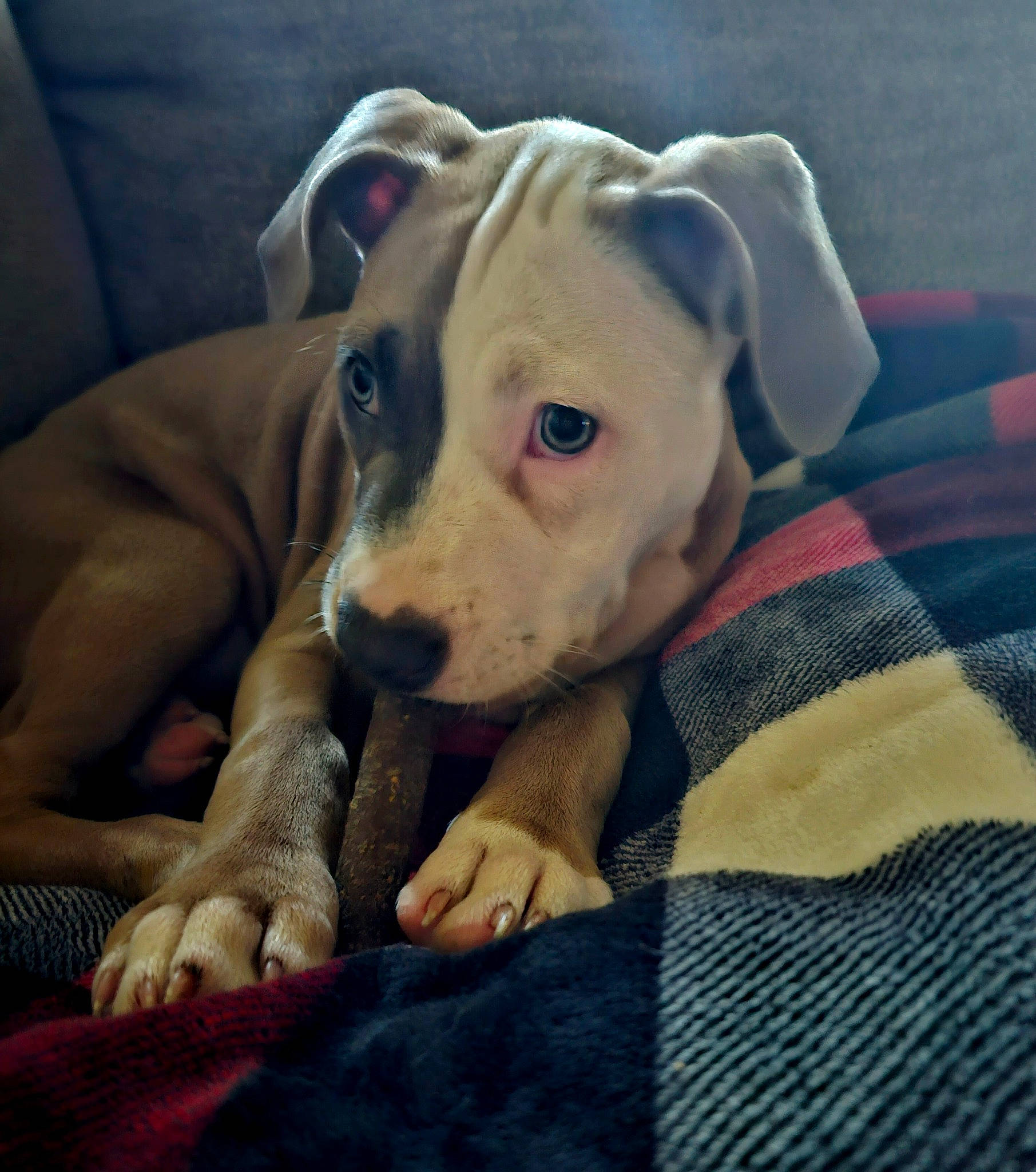 Brutus is registered to the contest to win money with this photo: canidae, carnivore, cloud, comfort, companion_dog, dog, dog_breed, fawn, non_sporting_group, pattern, snout, sporting_group, terrestrial_animal, whiskers, working_animal