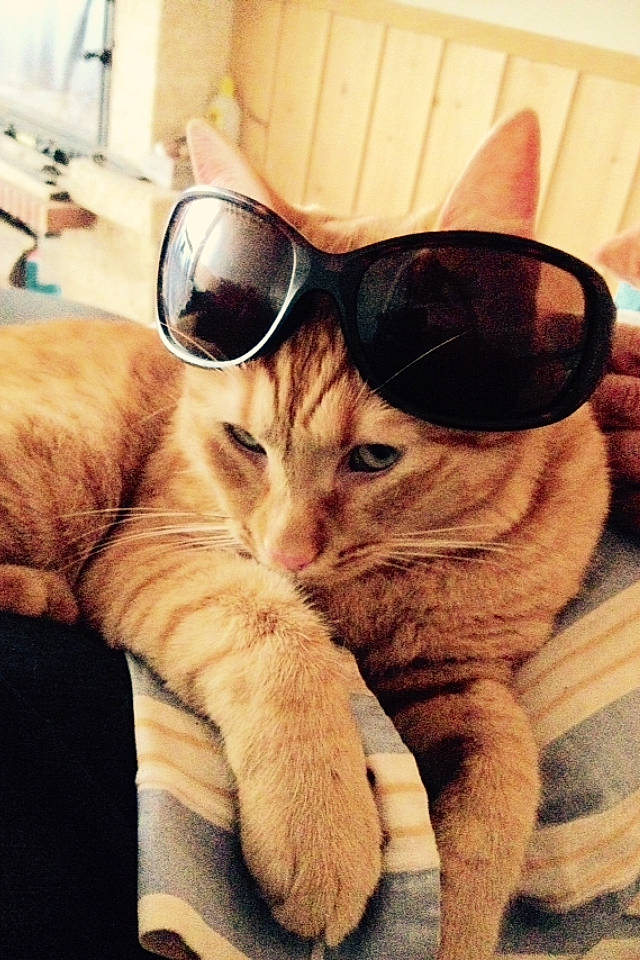 Ugo participe au concours pour gagner de l'argent avec cette photo : carnivore, cat, cool, eye, eyewear, fawn, felidae, fur, glasses, kitten, mammal, nose, personal_protective_equipment, photography, small_to_medium_sized_cats, snout, sunglasses, tabby_cat, vision_care, whiskers