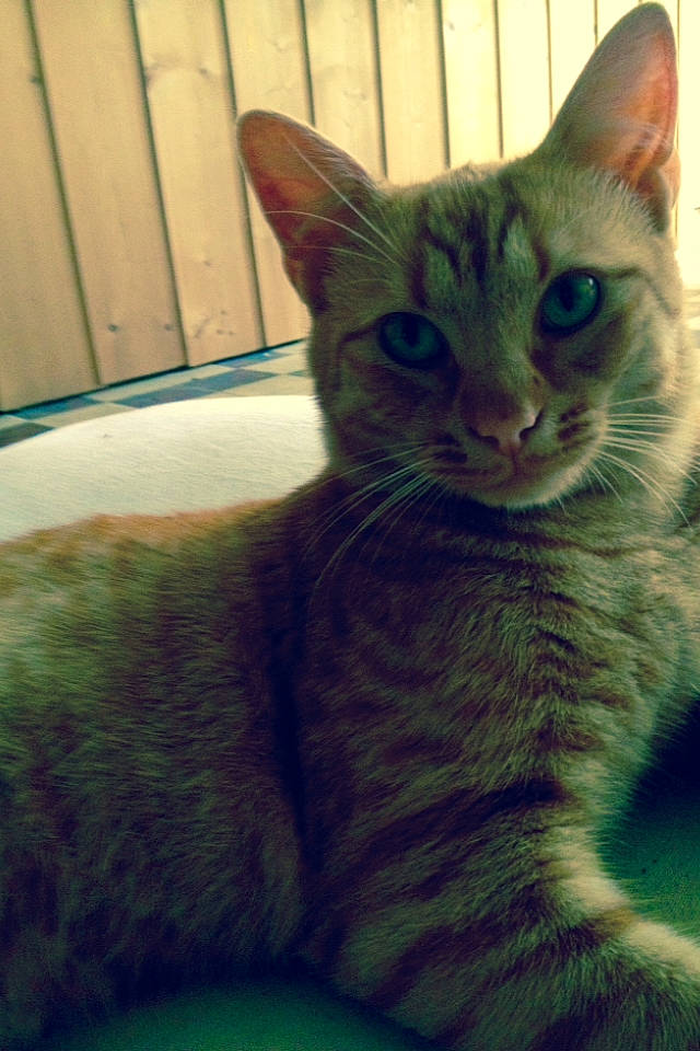 Ugo participe au concours pour gagner de l'argent avec cette photo : aegean_cat, asian, australian_mist, carnivore, cat, domestic_short_haired_cat, dragon_li, european_shorthair, eye, felidae, german_rex, kitten, mammal, ojos_azules, oriental_shorthair, small_to_medium_sized_cats, snout, tabby_cat, vertebrate, whiskers