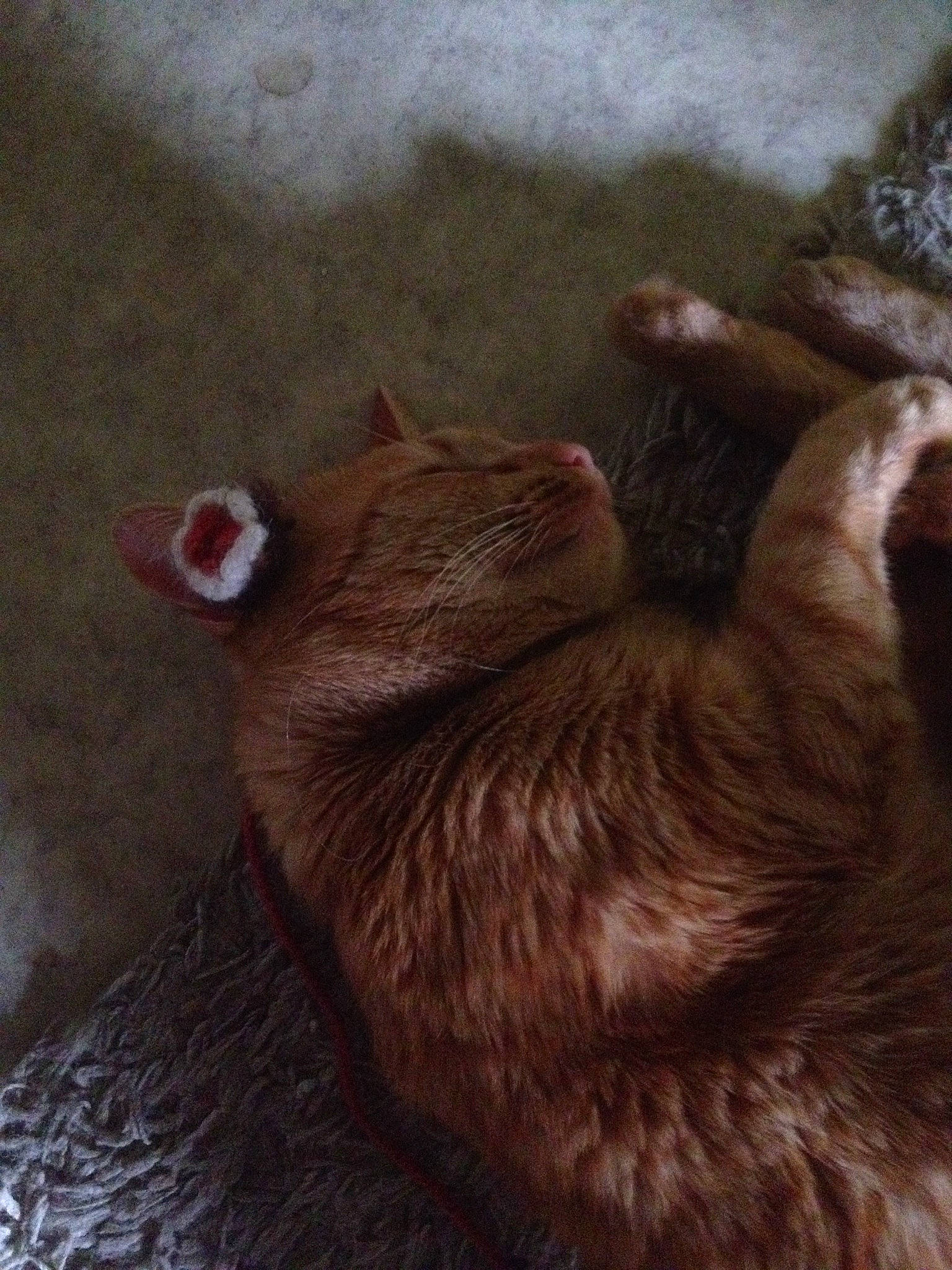 Ugo a rejoint le concours — aidez-le/la à gagner de superbes lots ! carnivore, cat, ear, fawn, felidae, fur, german_rex, small_to_medium_sized_cats, snout, tail, whiskers