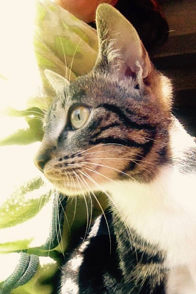 Tina participe au concours pour gagner de l'argent avec cette photo : aegean_cat, american_bobtail, american_shorthair, american_wirehair, asian, california_spangled, carnivore, cat, domestic_short_haired_cat, dragon_li, european_shorthair, felidae, fur, kitten, mammal, plant, small_to_medium_sized_cats, snout, tabby_cat, whiskers