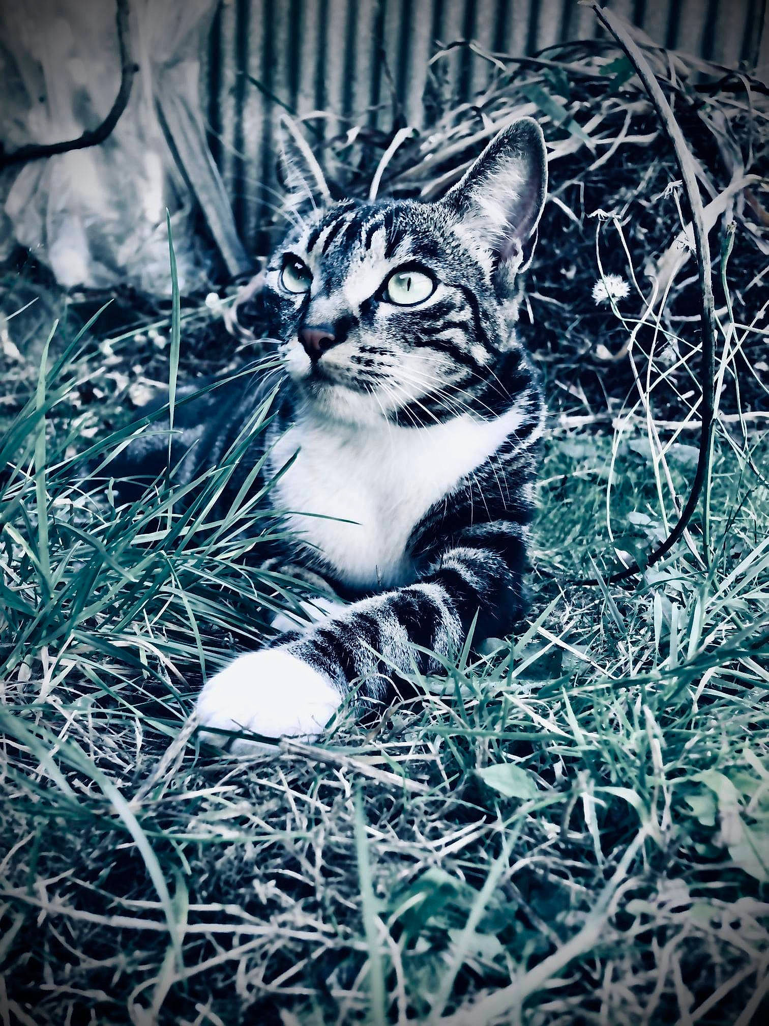 Tina participe au concours pour gagner de l'argent avec cette photo : black_and_white, branch, carnivore, cat, domestic_short_haired_cat, fawn, felidae, grass, head, monochrome, monochrome_photography, organism, pattern, plant, small_to_medium_sized_cats, snout, terrestrial_animal, tree, twig, whiskers