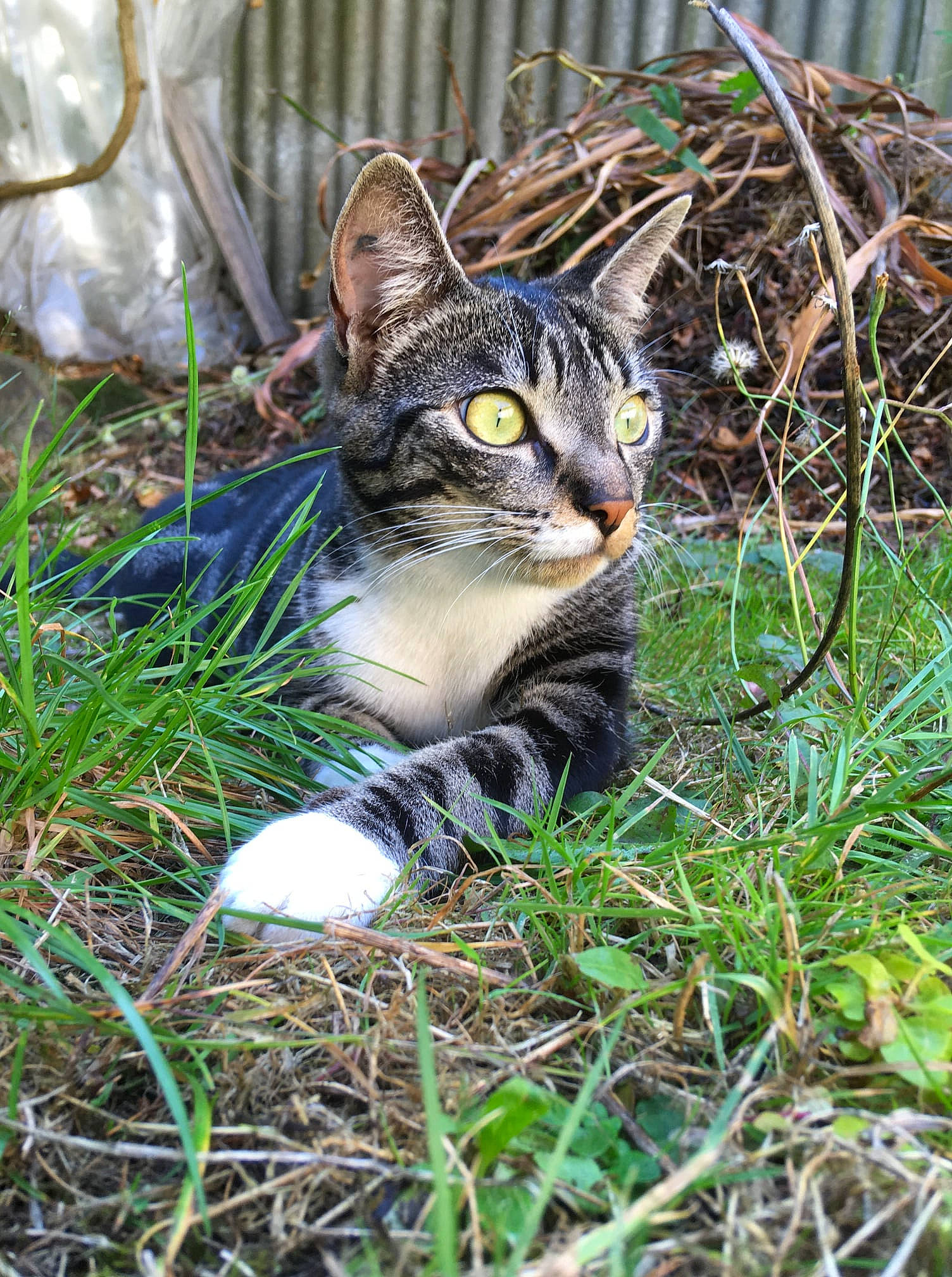 Tina participe au concours pour gagner de l'argent avec cette photo : carnivore, cat, domestic_short_haired_cat, eye, fawn, felidae, fur, grass, grass_family, groundcover, herb, plant, sitting, small_to_medium_sized_cats, snout, tail, terrestrial_animal, tree, whiskers, wildlife