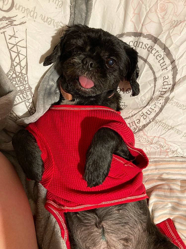 Rosa is registered to the contest to win money with this photo: carnivore, collar, companion_dog, dog, dog_breed, dog_clothes, dog_collar, dog_supply, fawn, fur, leash, liver, outerwear, pattern, pet_supply, sleeve, snout, textile, toy_dog, working_animal
