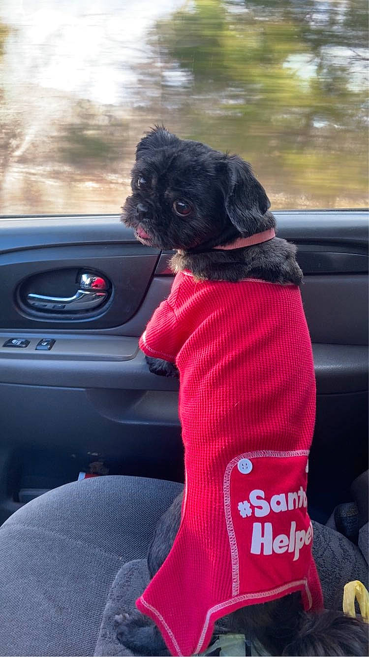Rosa is registered to the contest to win money with this photo: auto_part, automotive_design, automotive_exterior, automotive_lighting, automotive_mirror, automotive_tire, automotive_window_part, bumper, car, car_seat, companion_dog, dog, motor_vehicle, personal_luxury_car, steering_part, steering_wheel, tints_and_shades, vehicle, vehicle_door, windshield